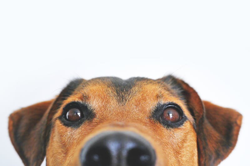 Close-up partial view of dog face