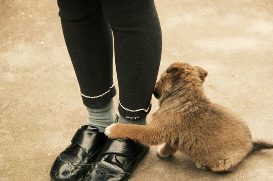 puppy with person’s feet