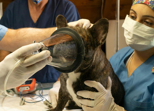 Small dog receiving veterinary treatment