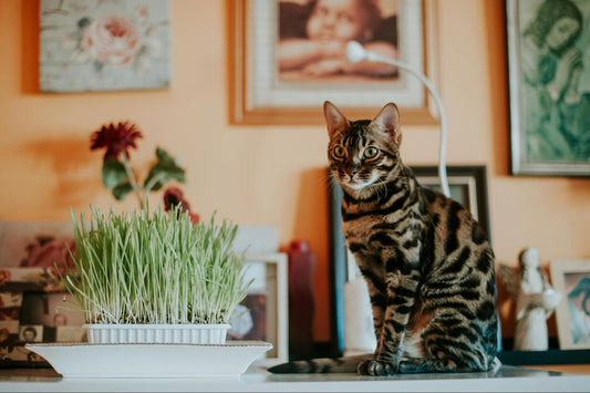 A beautiful Bengal cat sits atop a counter beside a planter of grass.