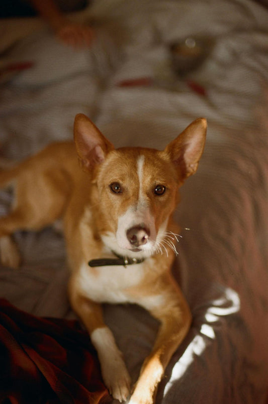 A tan and white dog lounges on the edge of a bed in dim lighting.