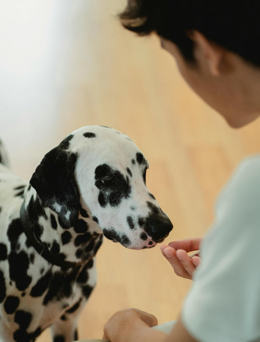 Man Giving Dog a Treat