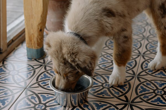 Beige and black dog with face in dog bowl