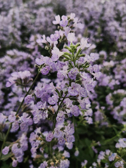 Nepeta cataria, commonly known as catnip.