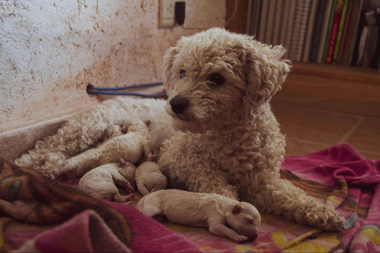 A dog nurses several newborn puppies on a pink patterned blanket.