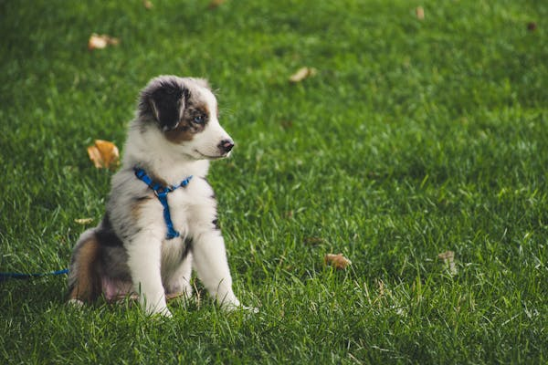 Black and white puppy in harness sitting on grass