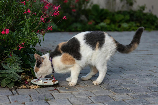 Cat eating from a plate