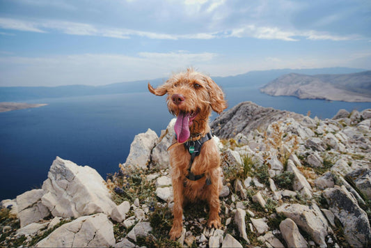 A dog wearing harness pants at the top of a summit overlooking other mountains and water.