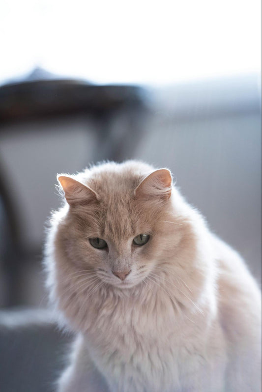 A fluffy white cat with a healthy coat sits with natural light coming down on it.