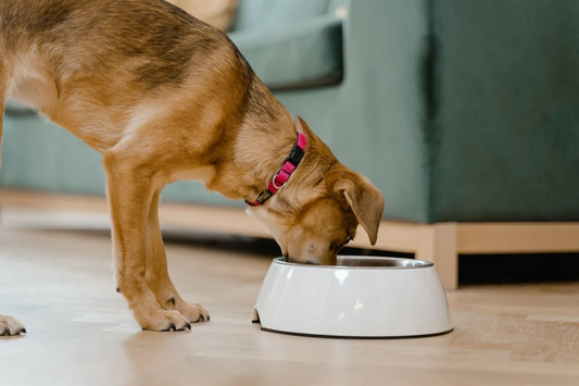 brown dog eating from a white dog bowl