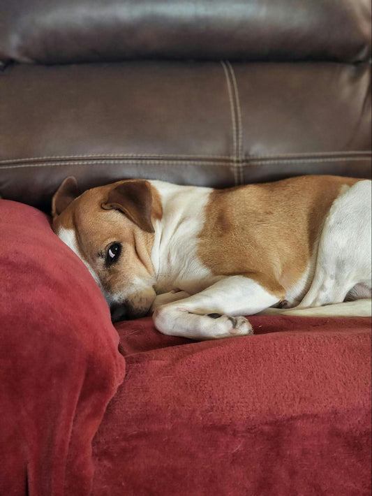 Sick dog resting on a blanket on the couch