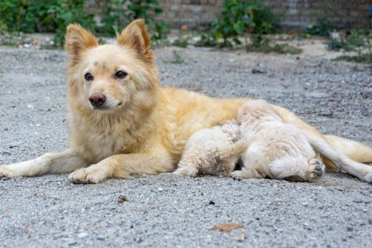 Dog lying down on gravel and nursing puppies