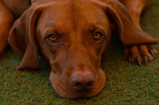 A reddish-brown dog lays on the grass.