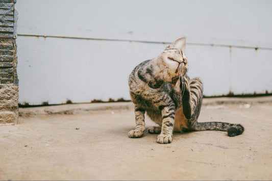 Tabby cat scratching its ear