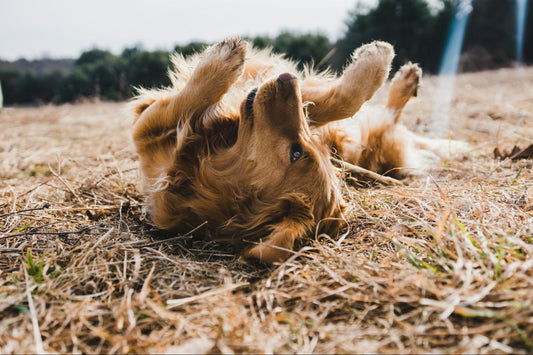 A golden retriever rolls in dry brown grass on a sunny day.