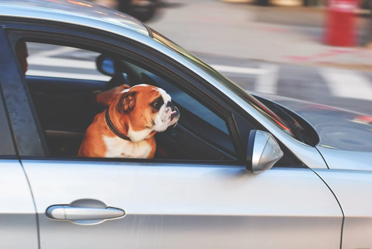 A dog riding in the front seat of a car