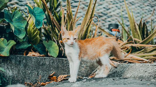 skinny orange and white feral kitten standing by plants