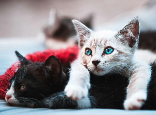 A white and brown cat lays on top of a black cat.