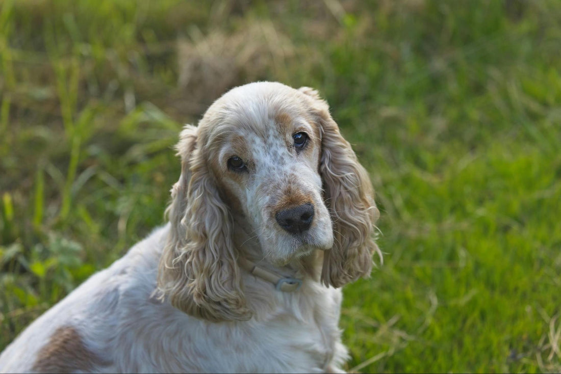 A fawn and white spaniel sits in the grass.