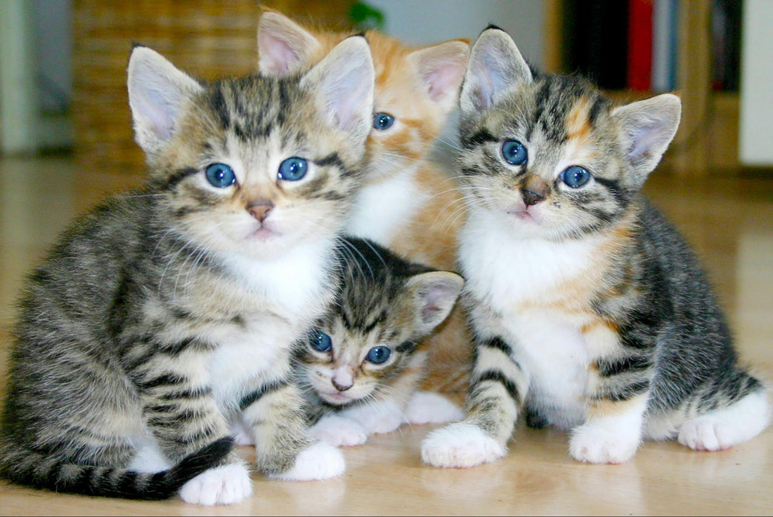 A group of kittens with grey stripes or orange stripes and blue eyes.