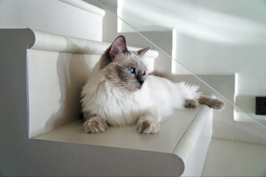 A white and grey long-haired cat rests on white stairs.