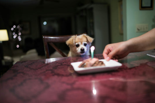 Cake Conundrum: Can Dogs Safely Indulge in Cake Delights?