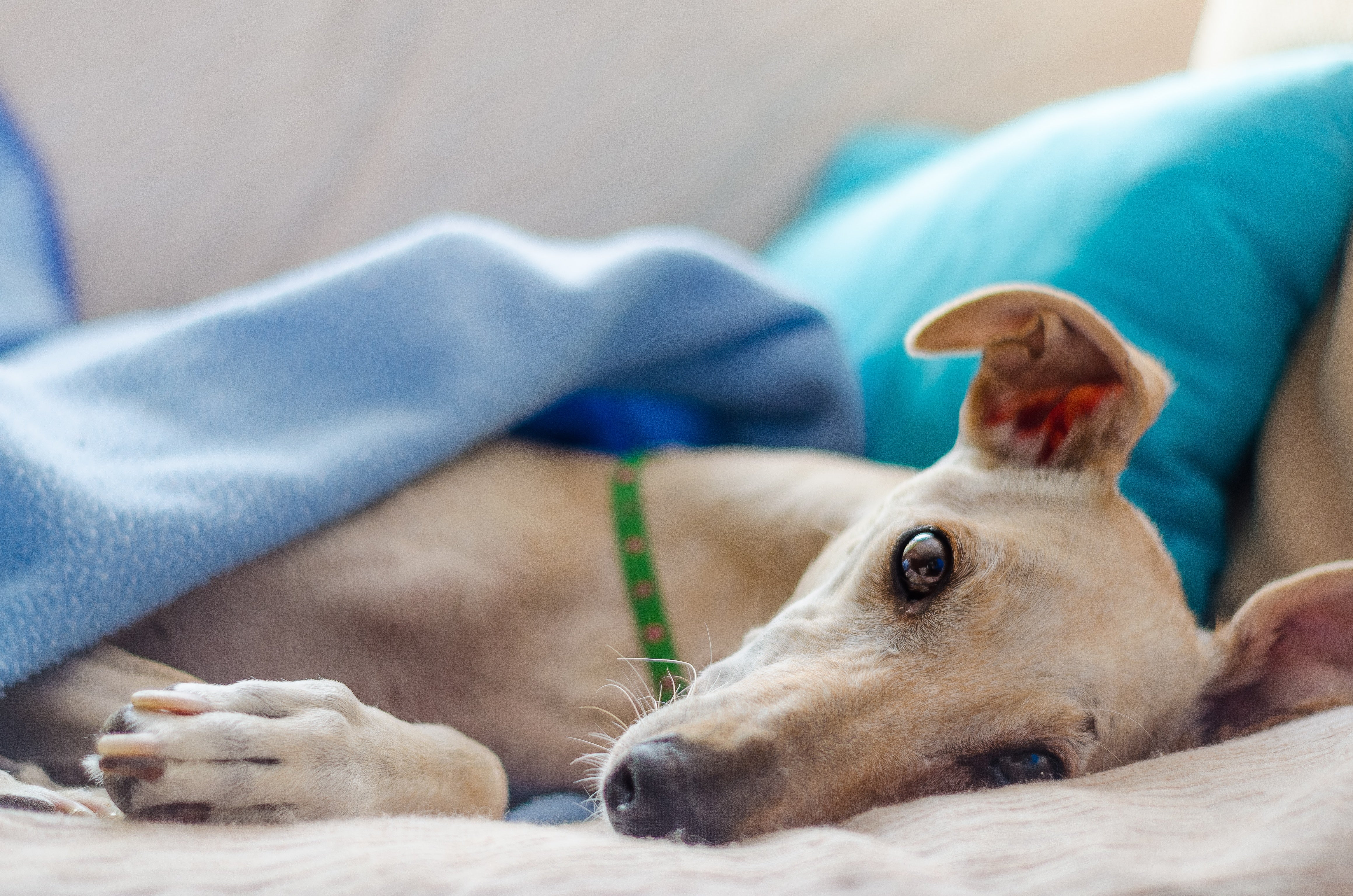 Digestive Issues in Greyhounds Under the Weather