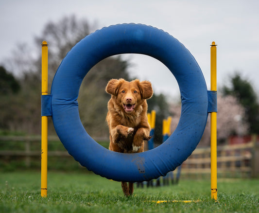 Collagen for Dogs: Why Humans Aren't the Only Ones That Can Benefit