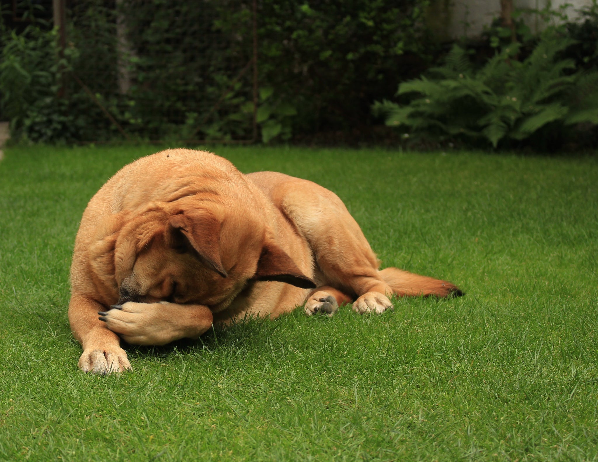 can lack of exercise cause constipation in dogs