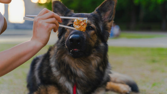 German Shepard with Chopsticks and Sushi in front of his face