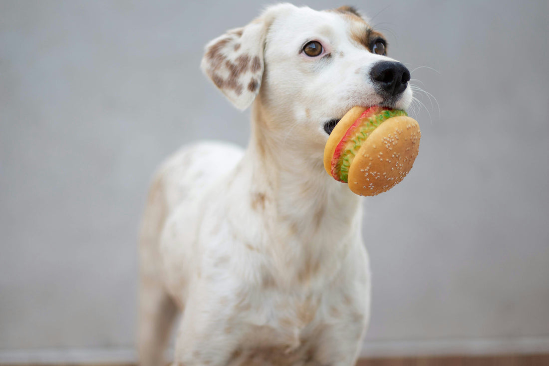 Weighty Matters: How to Help a Dog Gain Weight Safely