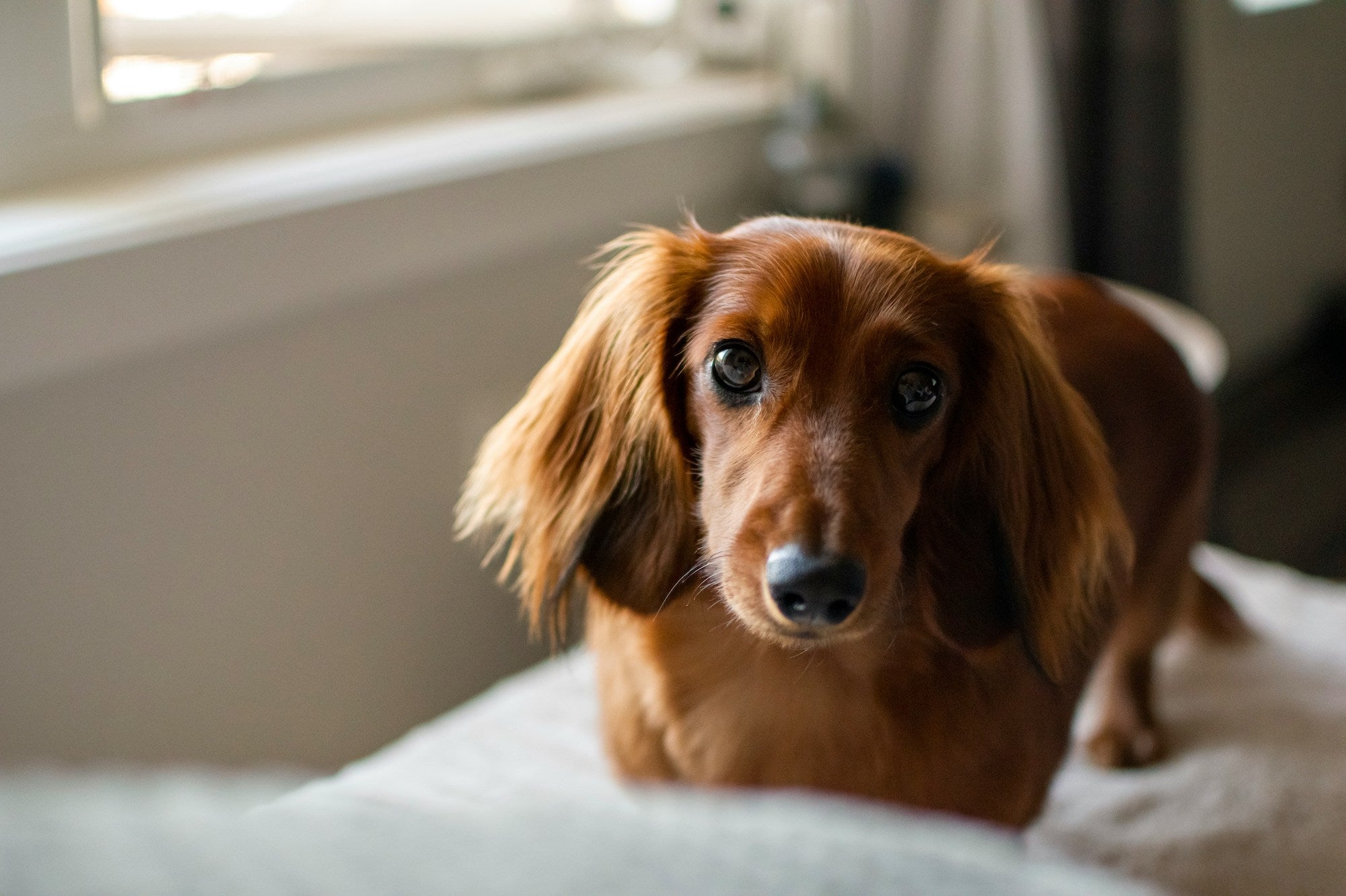 Ivdd dachshund shops treatment