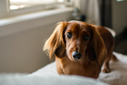 Treatment Guide for IVDD in Dachshunds