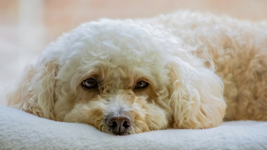 Dog Diarrhea with No Other Symptoms: Why It Happens