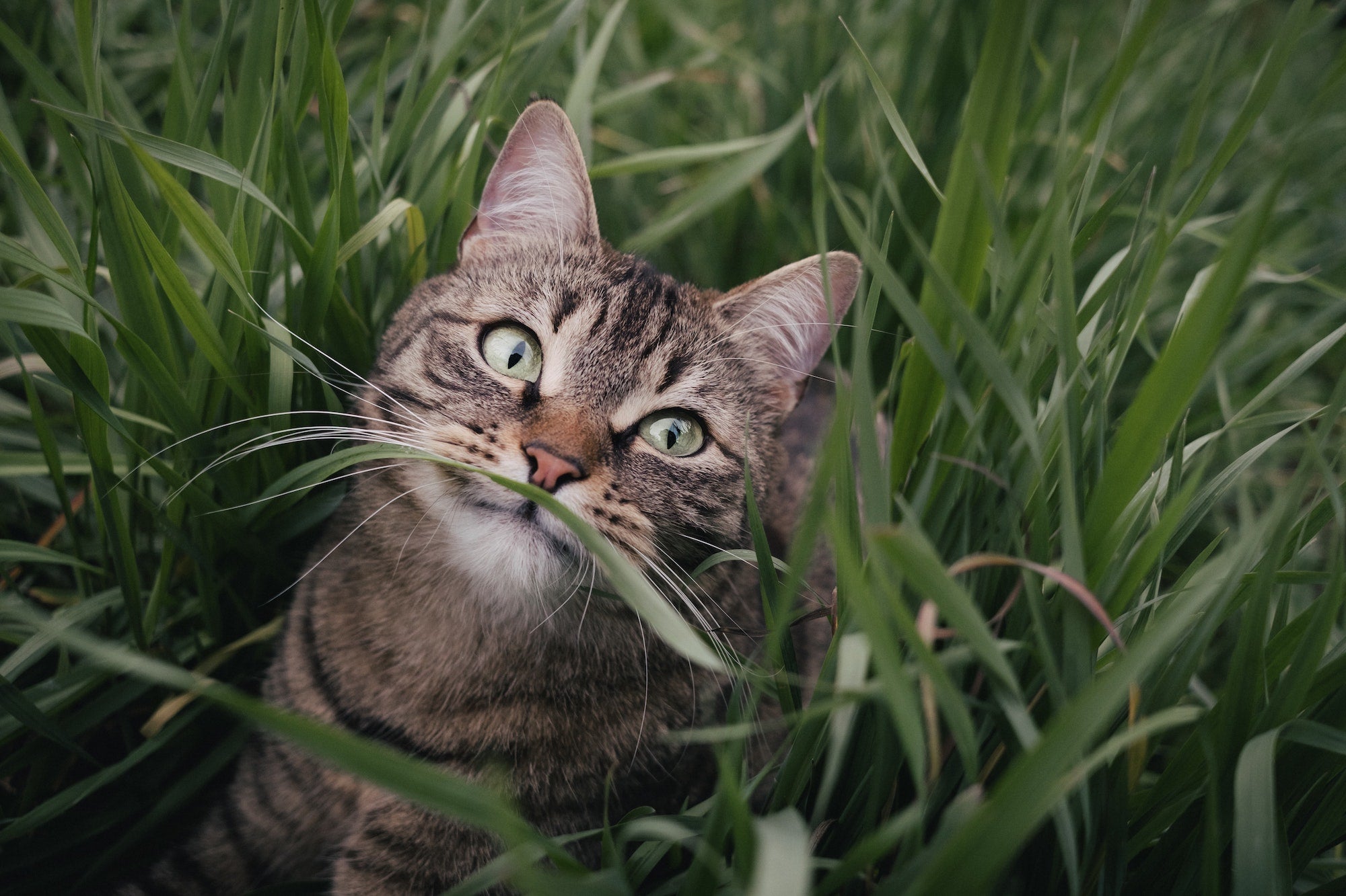 Letting indoor outlet cats outside