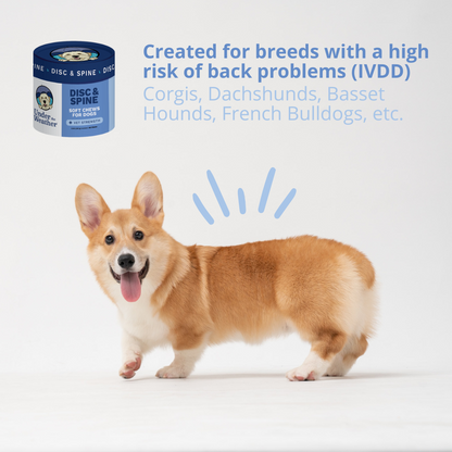 Intervertebral Disc Disease (IVDD) and Bad Back Bundle for Dogs