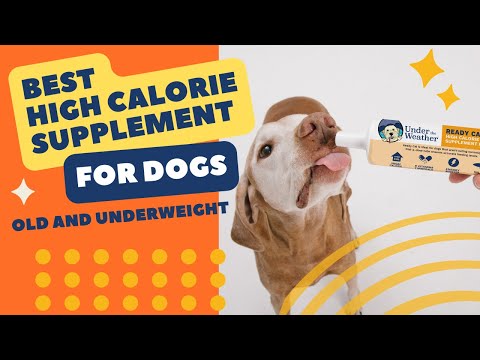 Food for underweight outlet dogs