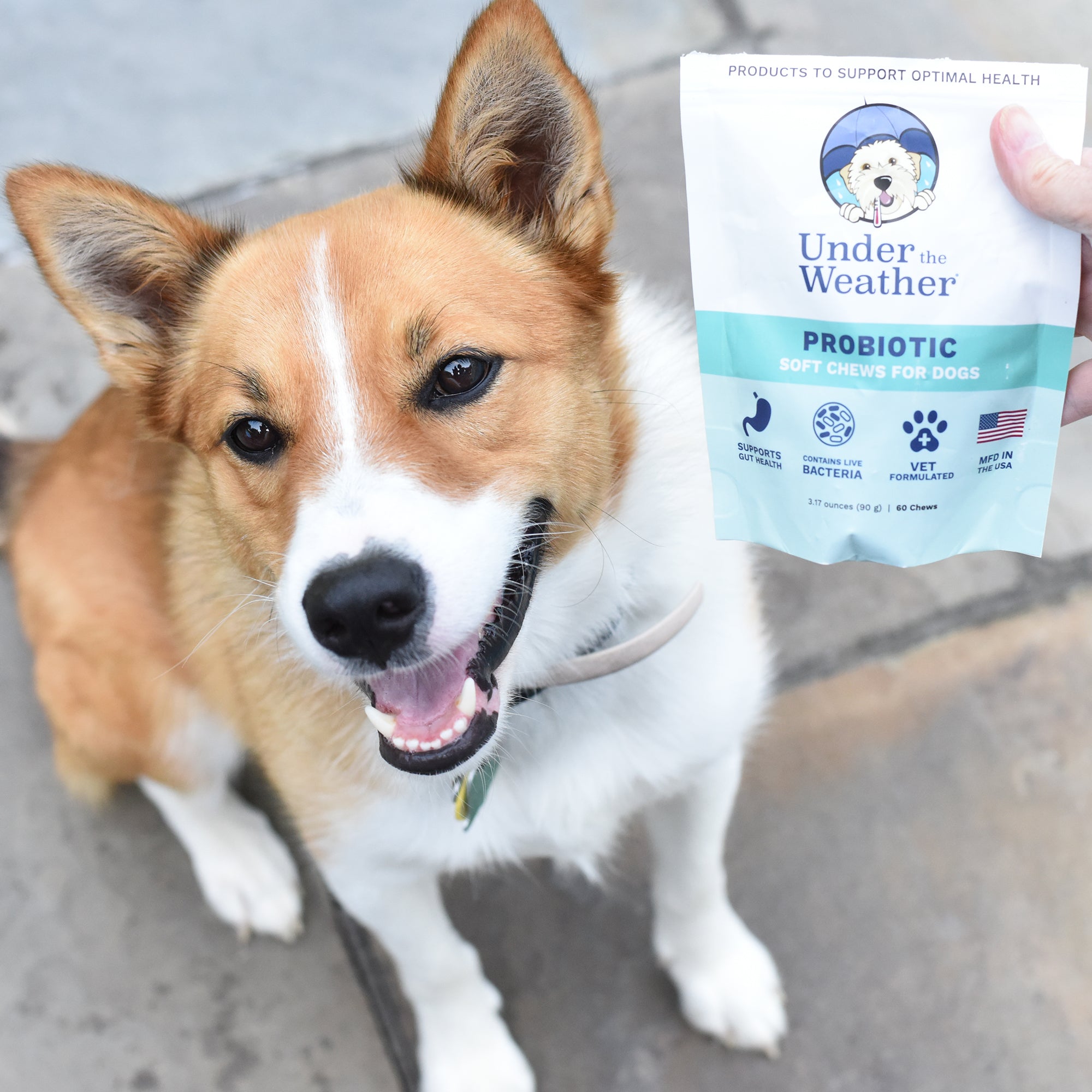 Probiotic for puppy fashion with diarrhea