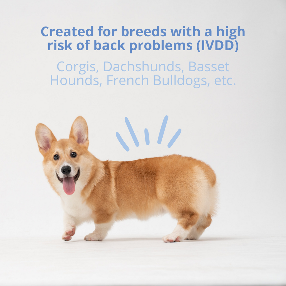 A Corgi dog with text about breeds prone to back problems.